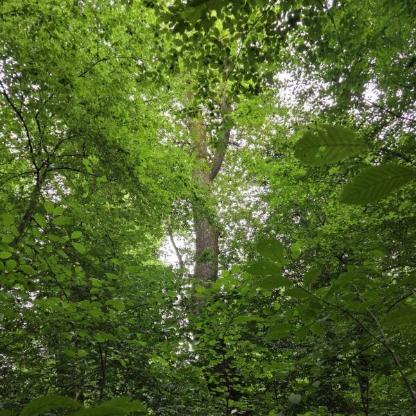 Das versteckte Juwel