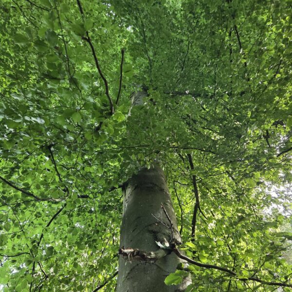 Die wilde Hilde