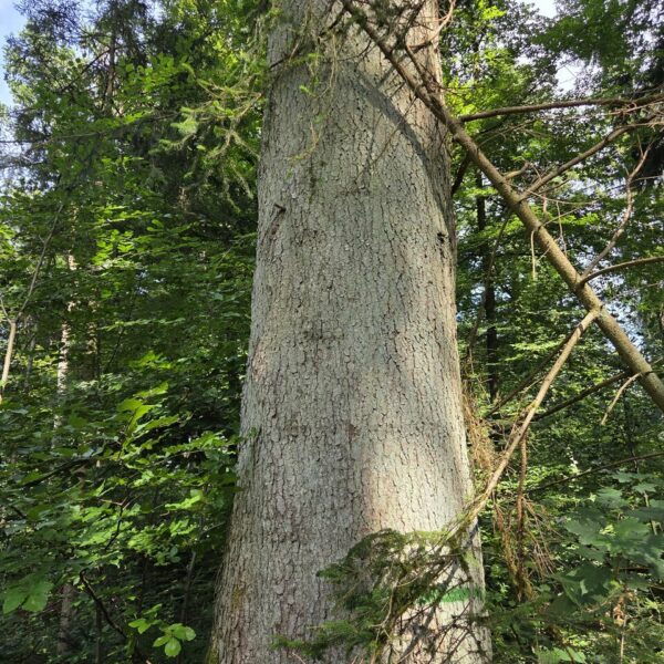 GigantIgel