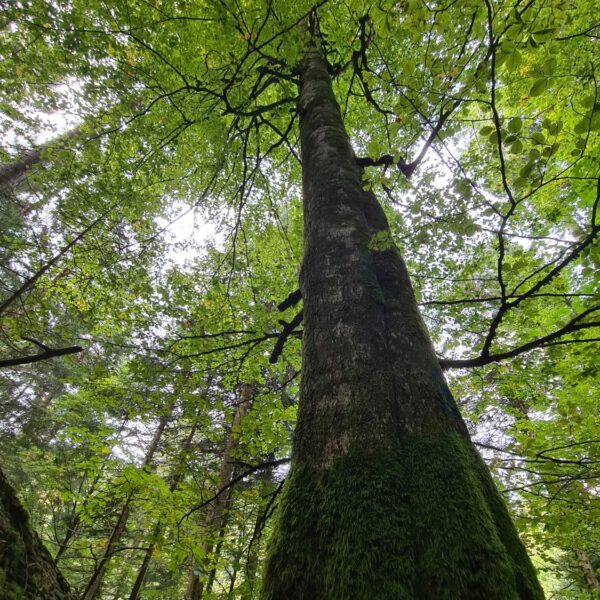 Green beech rampage