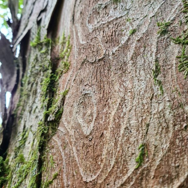 Relief