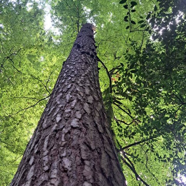 die Schuppige Waldfee