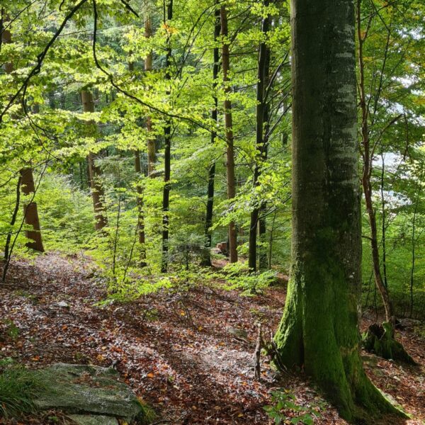Zyklop