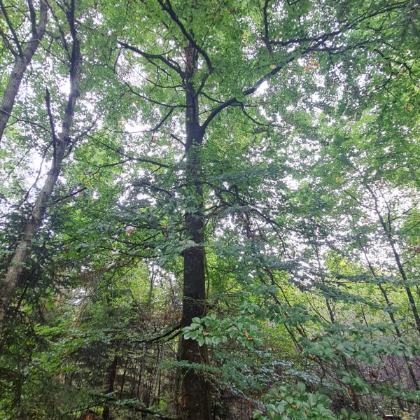 Spitzholz-Buche