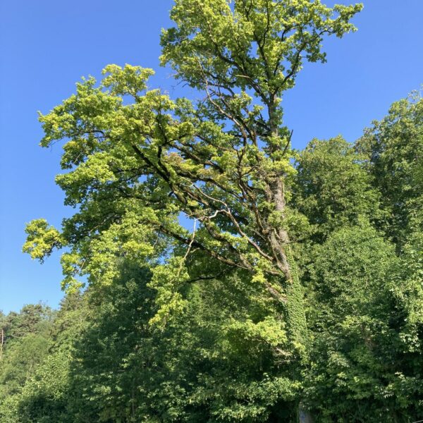 Neue Freiheit
